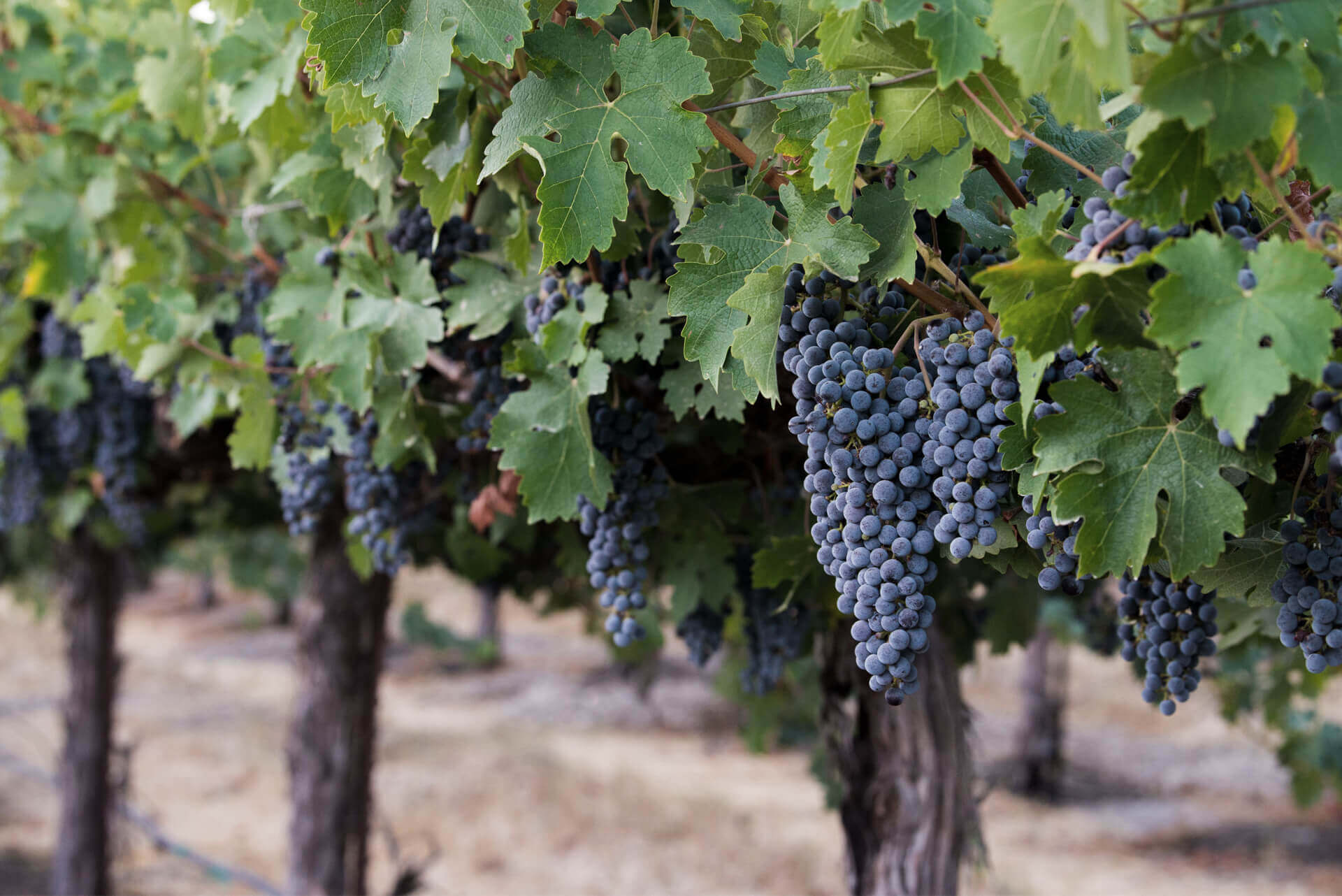 Row of ripe grapes at a vineyard 