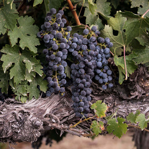 Ripe grapes on a vine ready to pluck